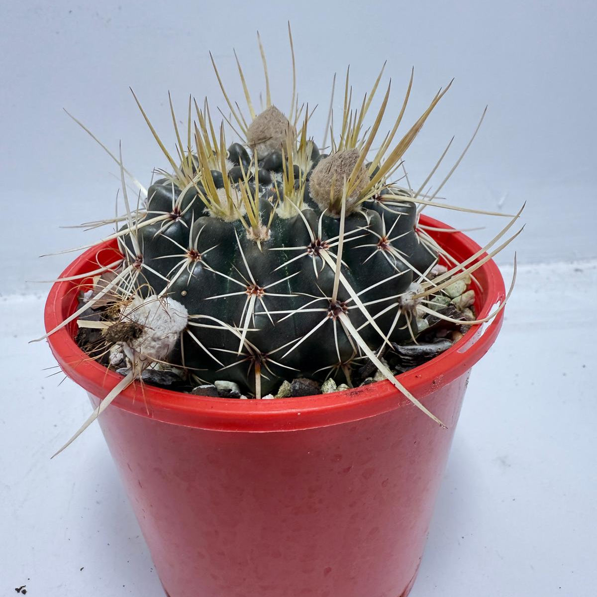 Cacti - Parodia Mammulosa