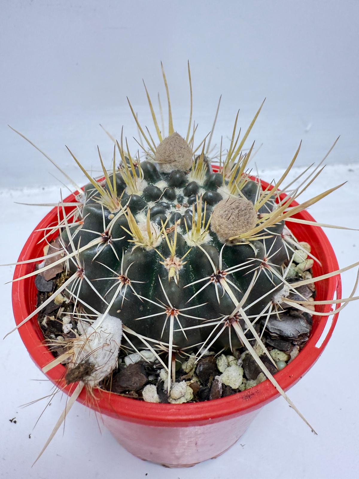 Cacti - Parodia Mammulosa