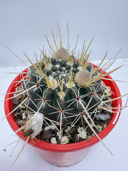 Cacti - Parodia Mammulosa