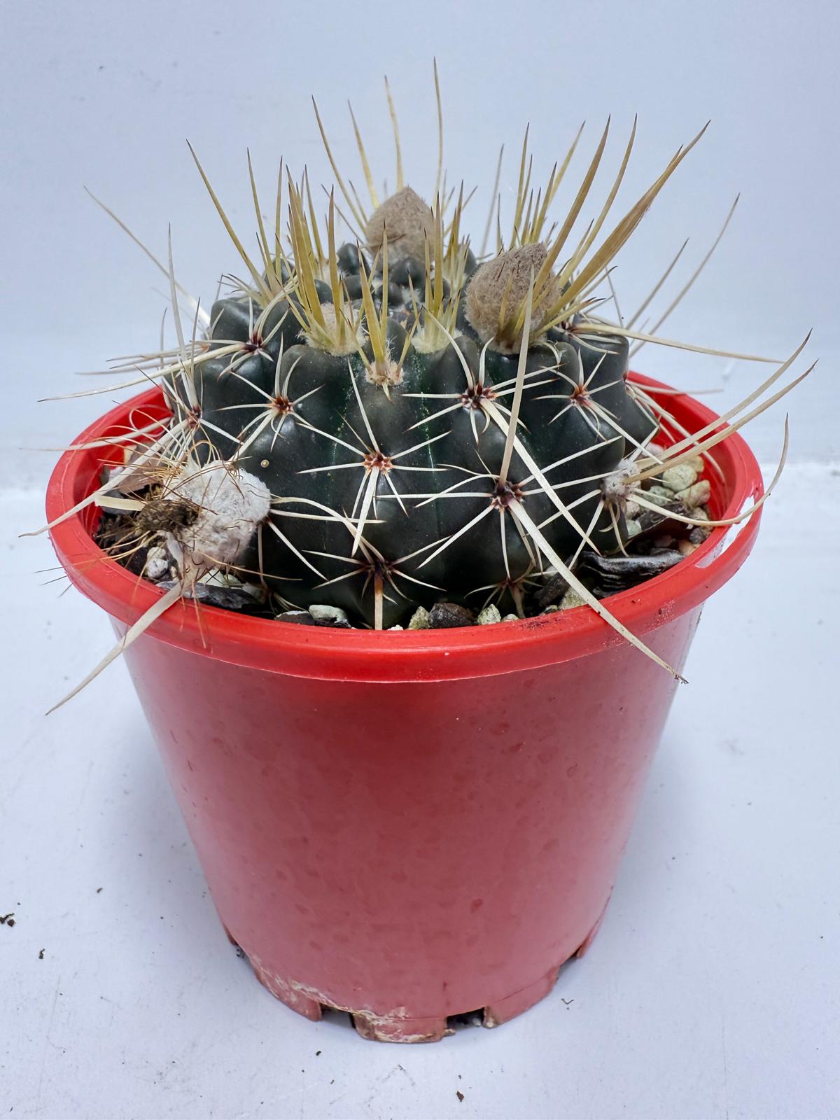 Cacti - Parodia Mammulosa