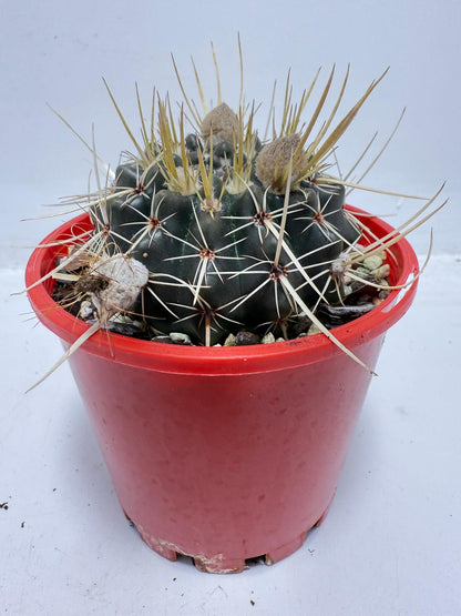 Cacti - Parodia Mammulosa