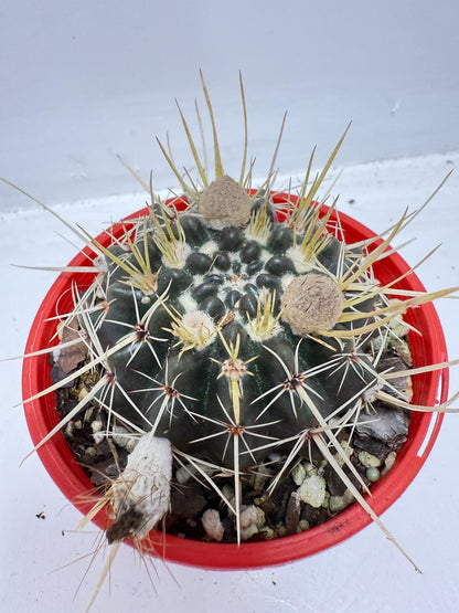 Cacti - Parodia Mammulosa