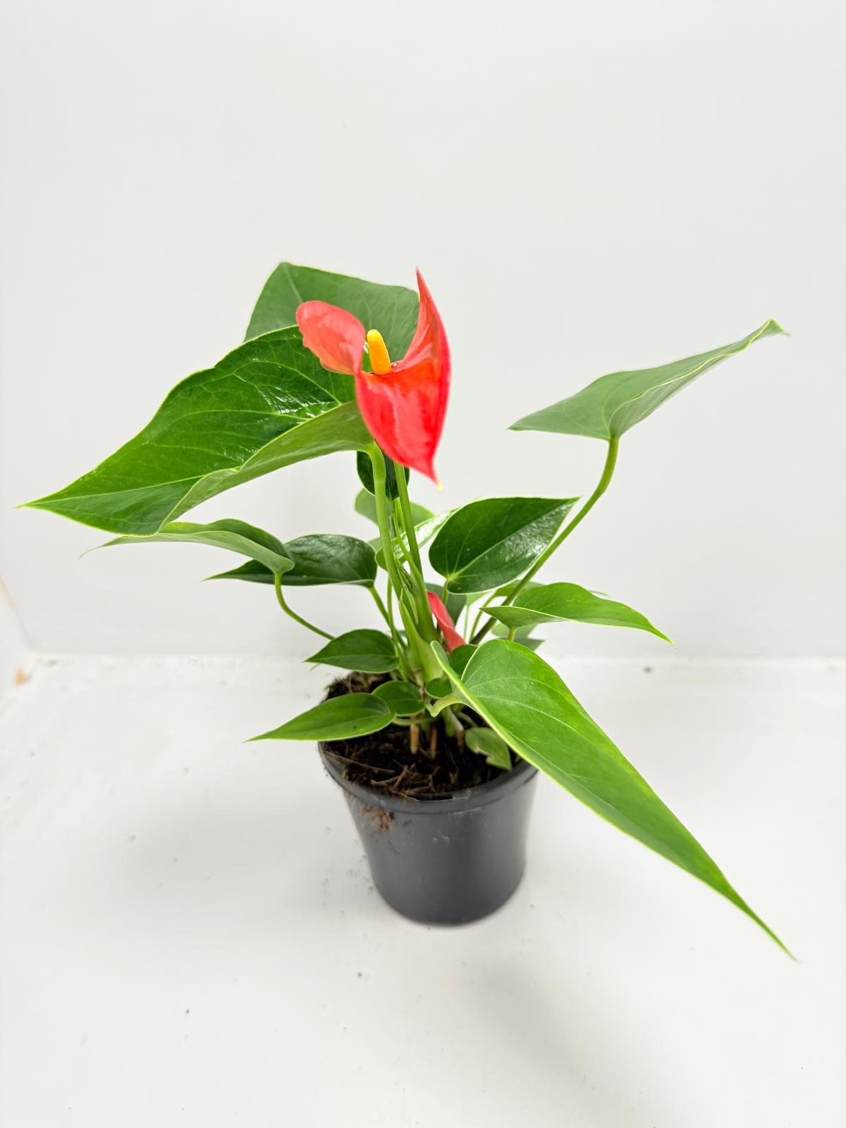 Anthurium Michigan - 100mm with pot