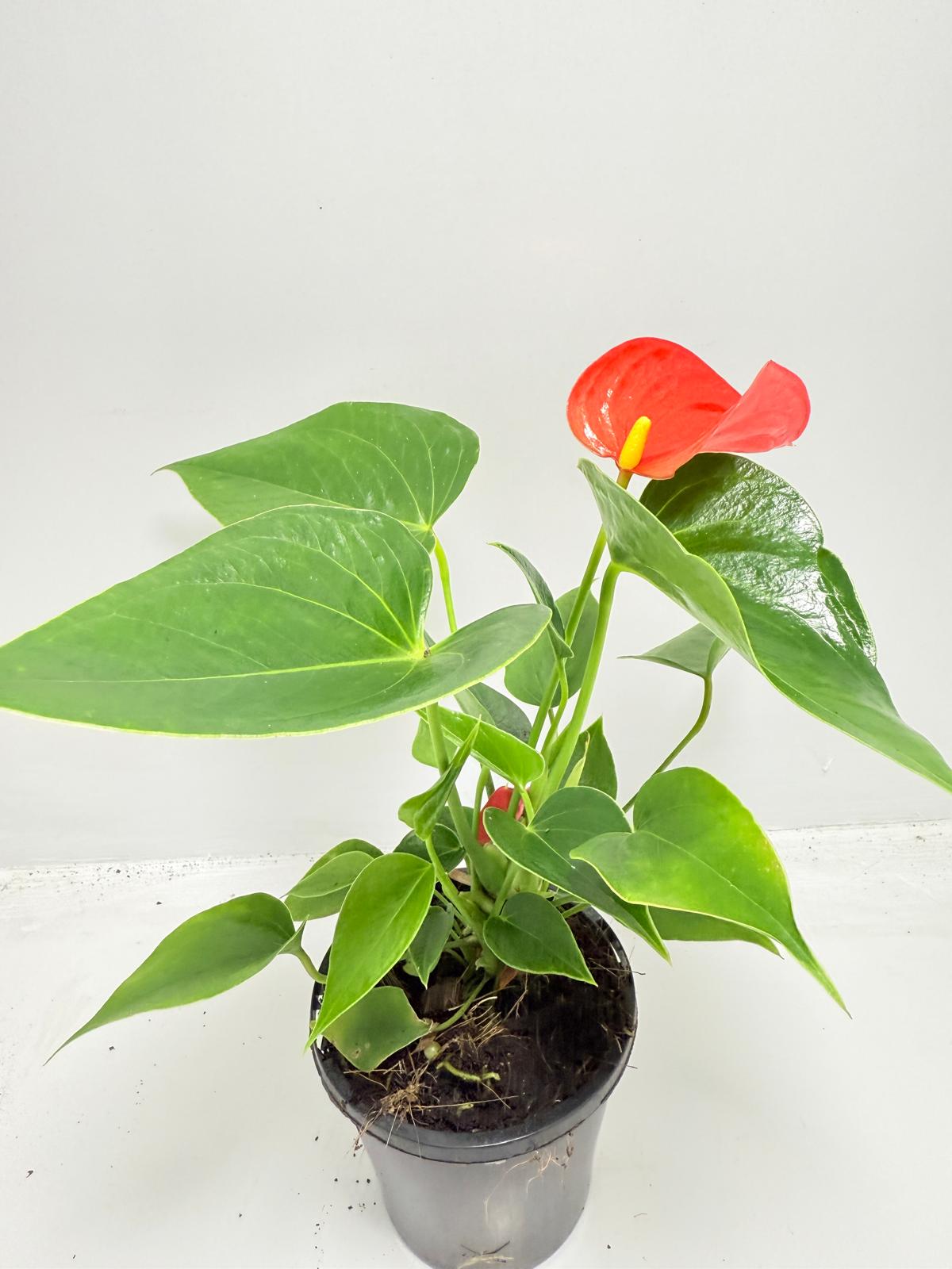 Anthurium Michigan - 100mm with pot