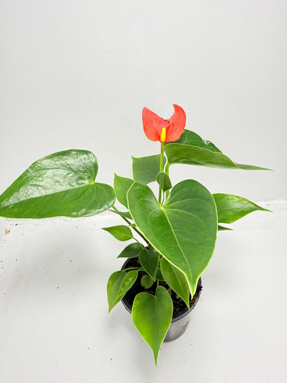 Anthurium Michigan - 100mm with pot
