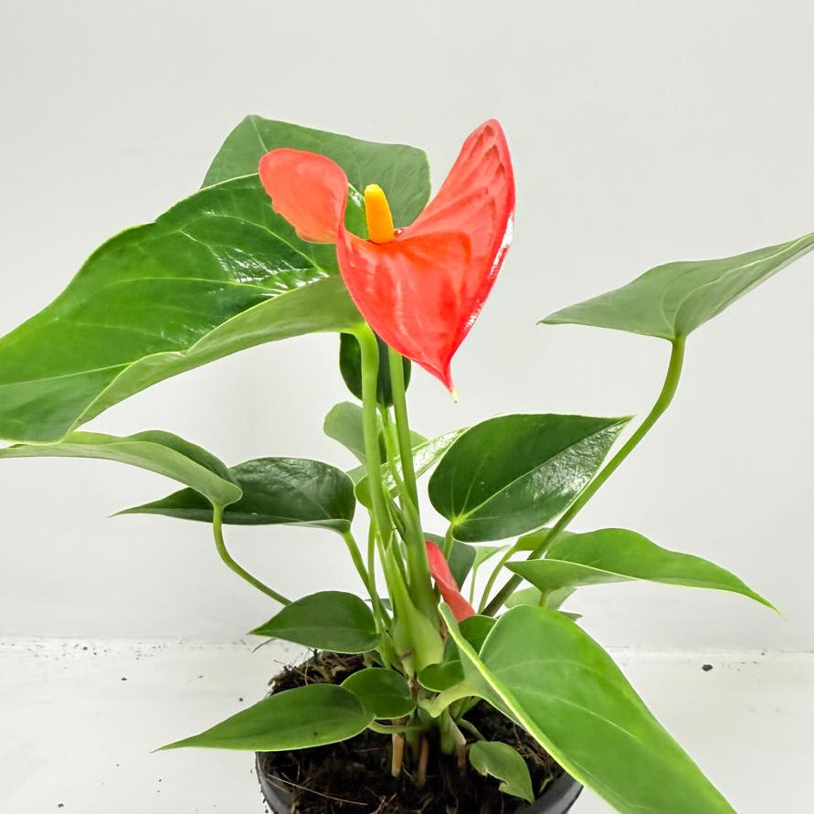 Anthurium Michigan - 100mm with pot