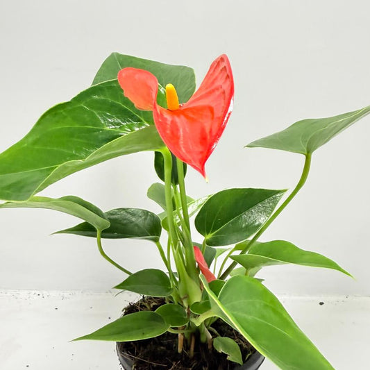 Anthurium Michigan 100mm with pot