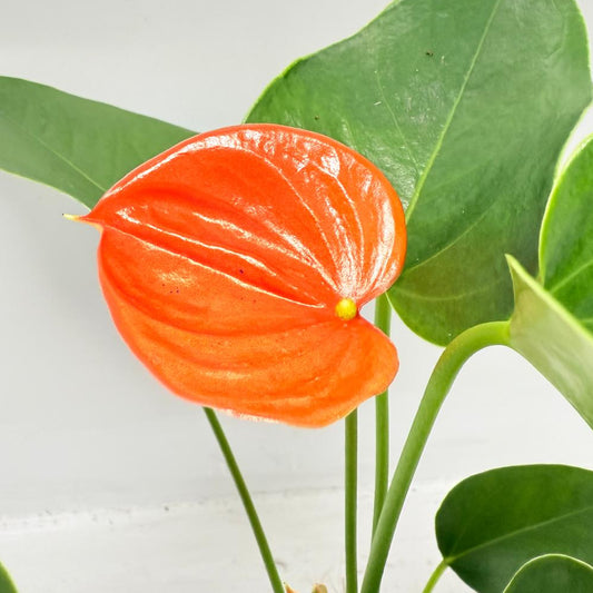 Anthurium Florida 100mm with pot