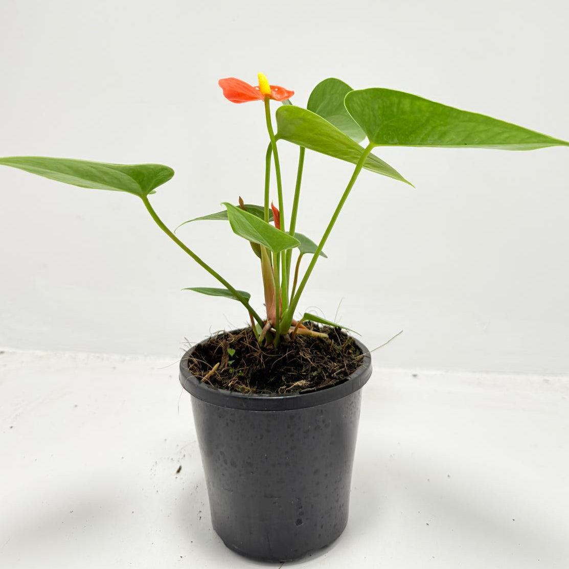 Anthurium ‘Sierra Orange’ - 100mm with pot