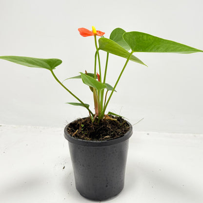 Anthurium ‘Sierra Orange’ - 100mm with pot