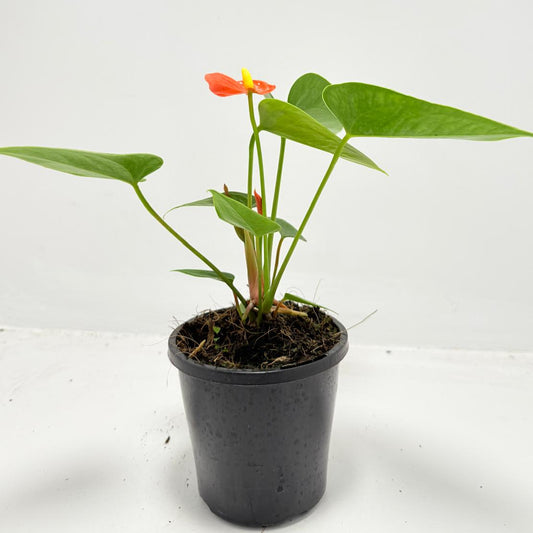 Anthurium ‘Sierra Orange’ 100mm with pot