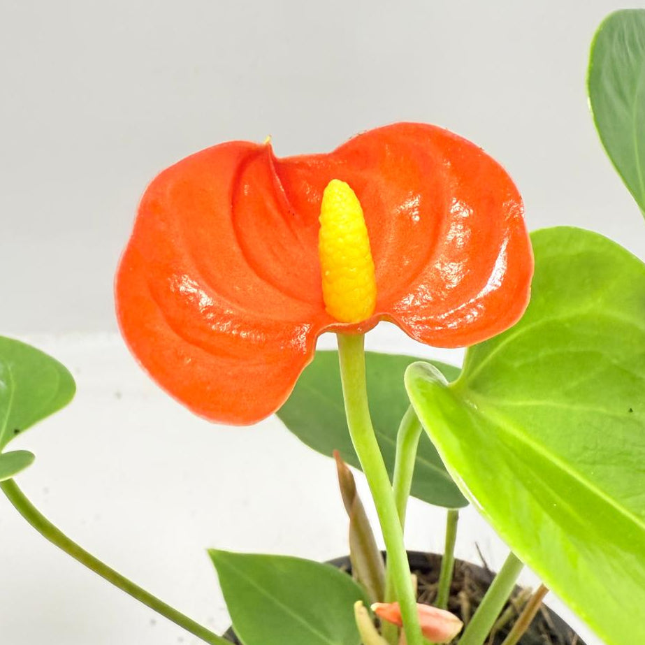 Anthurium ‘Sierra Orange’ - 100mm with pot