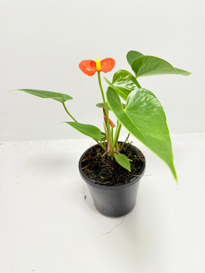 Anthurium ‘Sierra Orange’ - 100mm with pot