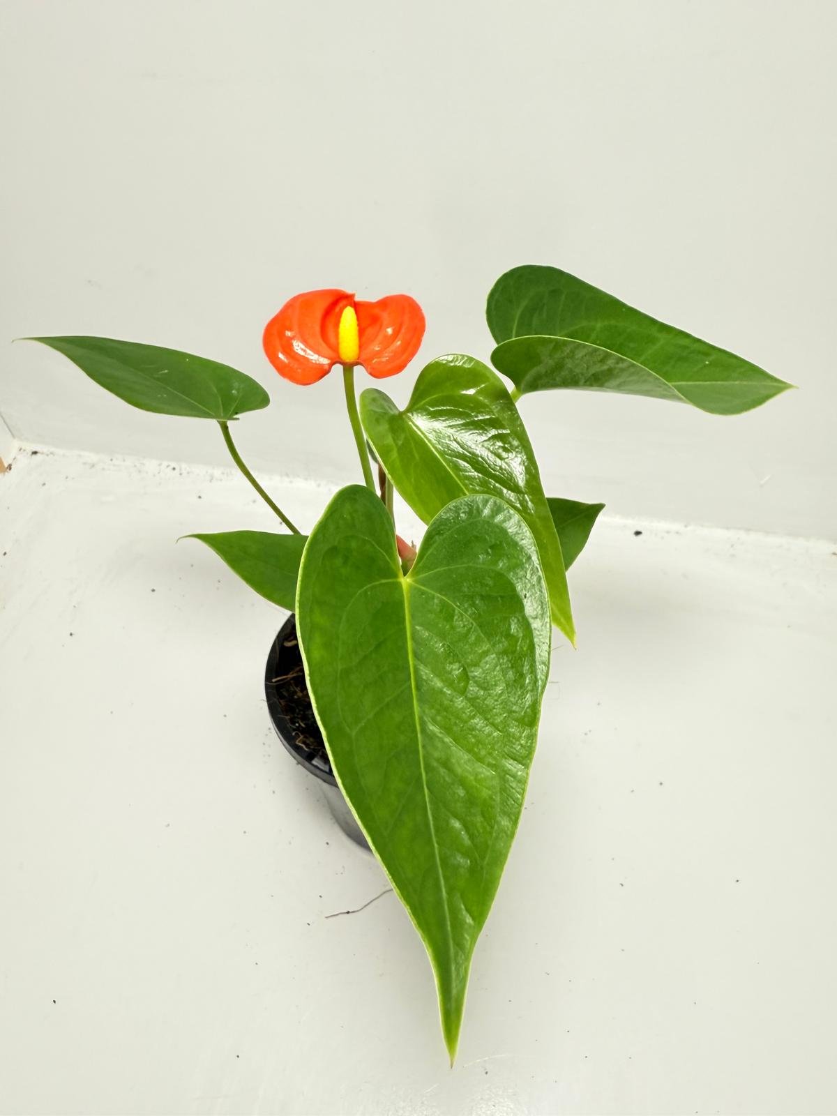 Anthurium ‘Sierra Orange’ - 100mm with pot