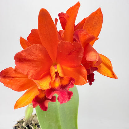 CTT. Fire Dance Blanche  100mm