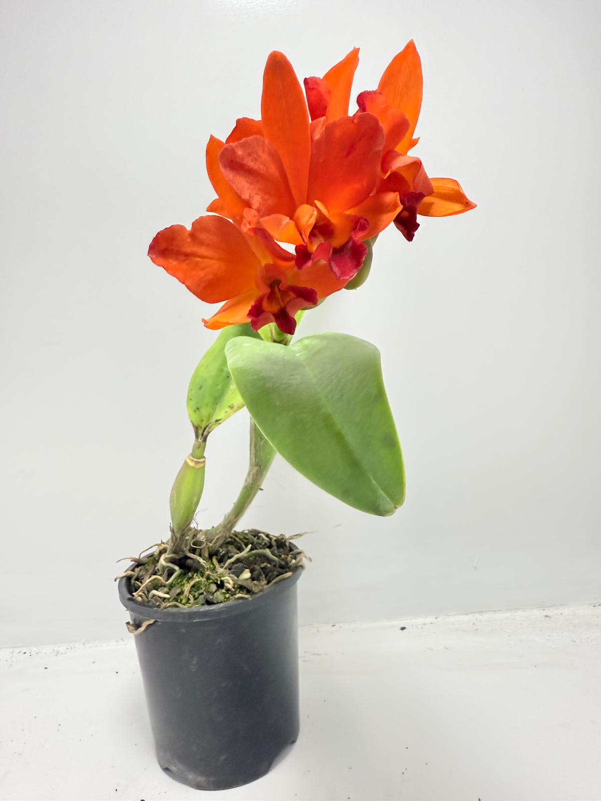 CTT. Fire Dance Blanche  100mm