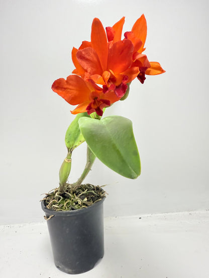 CTT. Fire Dance Blanche  100mm