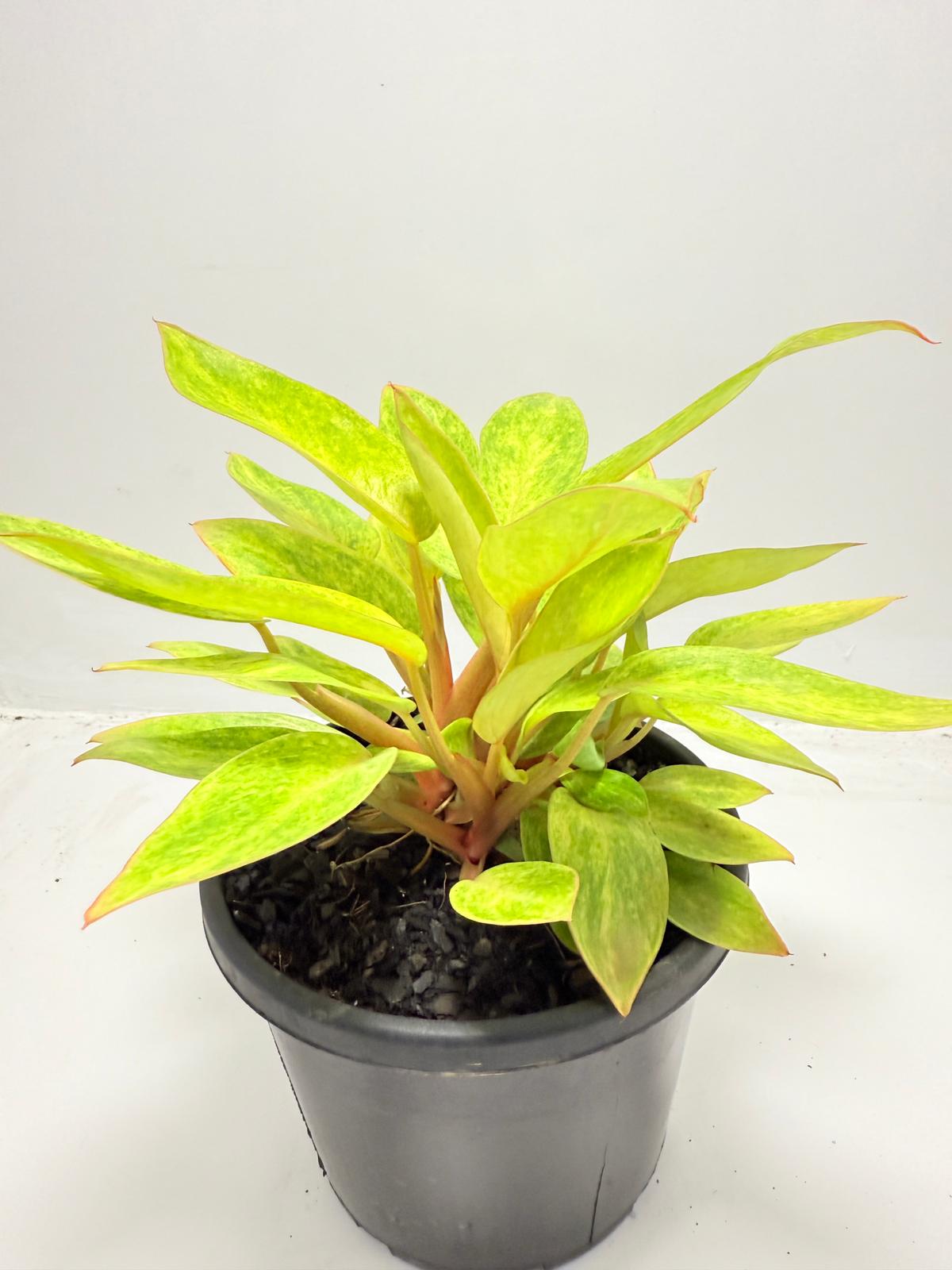 Philodendron  Painted Lady 150mm