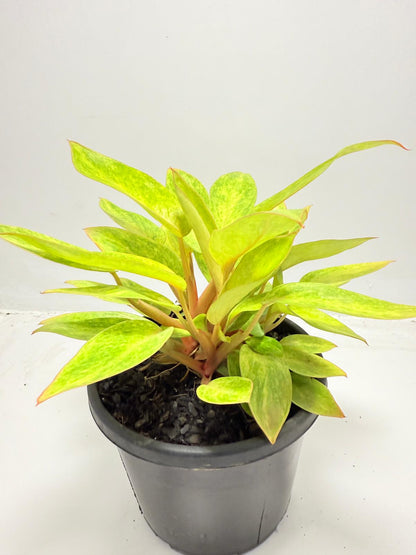 Philodendron  Painted Lady 150mm