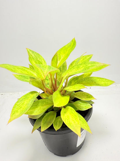 Philodendron  Painted Lady 150mm
