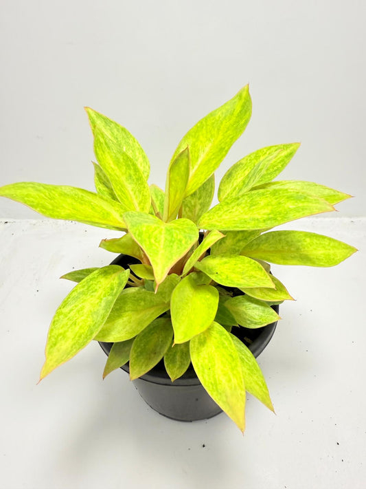 Philodendron  Painted Lady 150mm