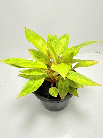 Philodendron  Painted Lady 150mm