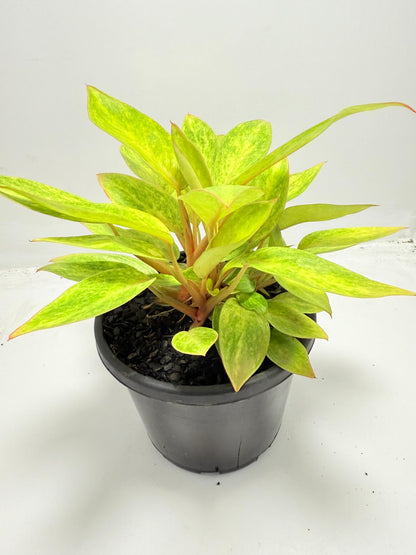 Philodendron  Painted Lady 150mm
