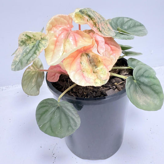 Peperomia ‘Pink Lady’ 100mm