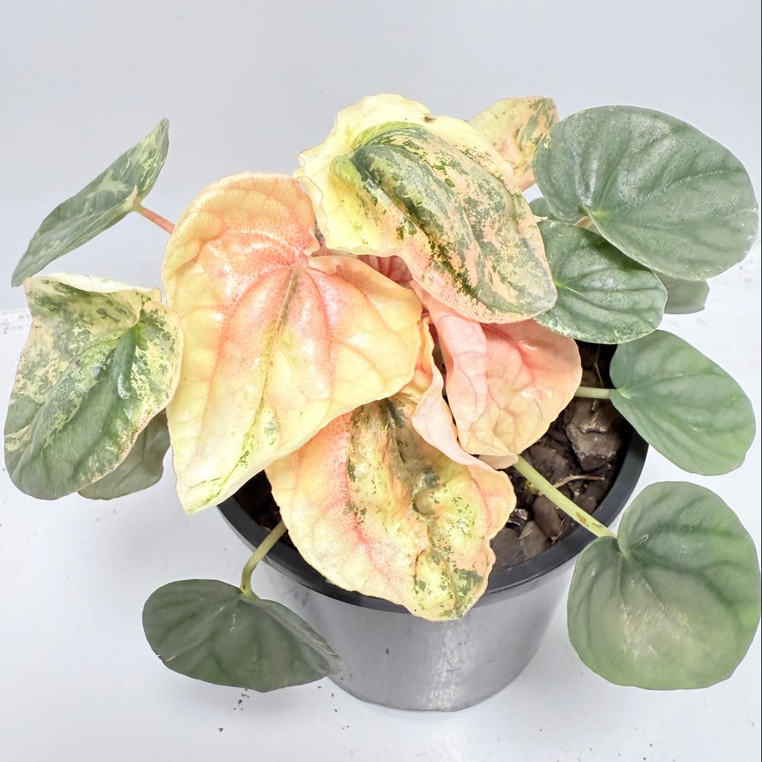 Peperomia ‘Pink Lady’ 100mm