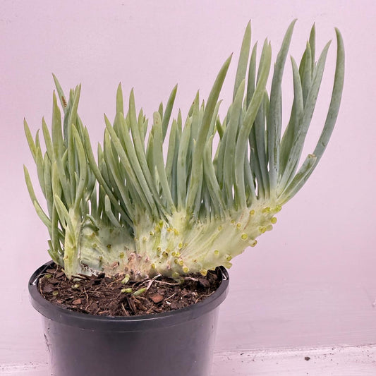 Mermaid Tail : Crested Senecio Talinoides - Narrow Leaf Chalk Stick #920