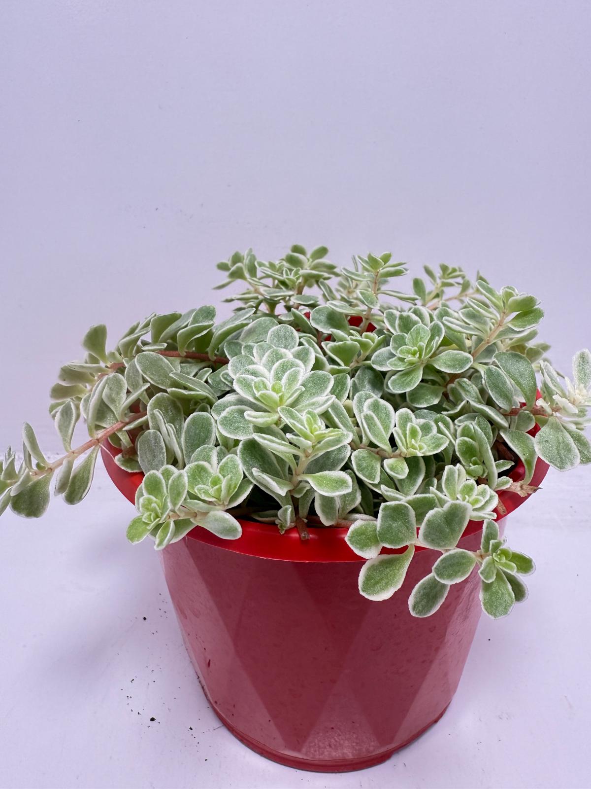 Sedum makinoi Ogan ‘Variegated’ – 130mm pot size