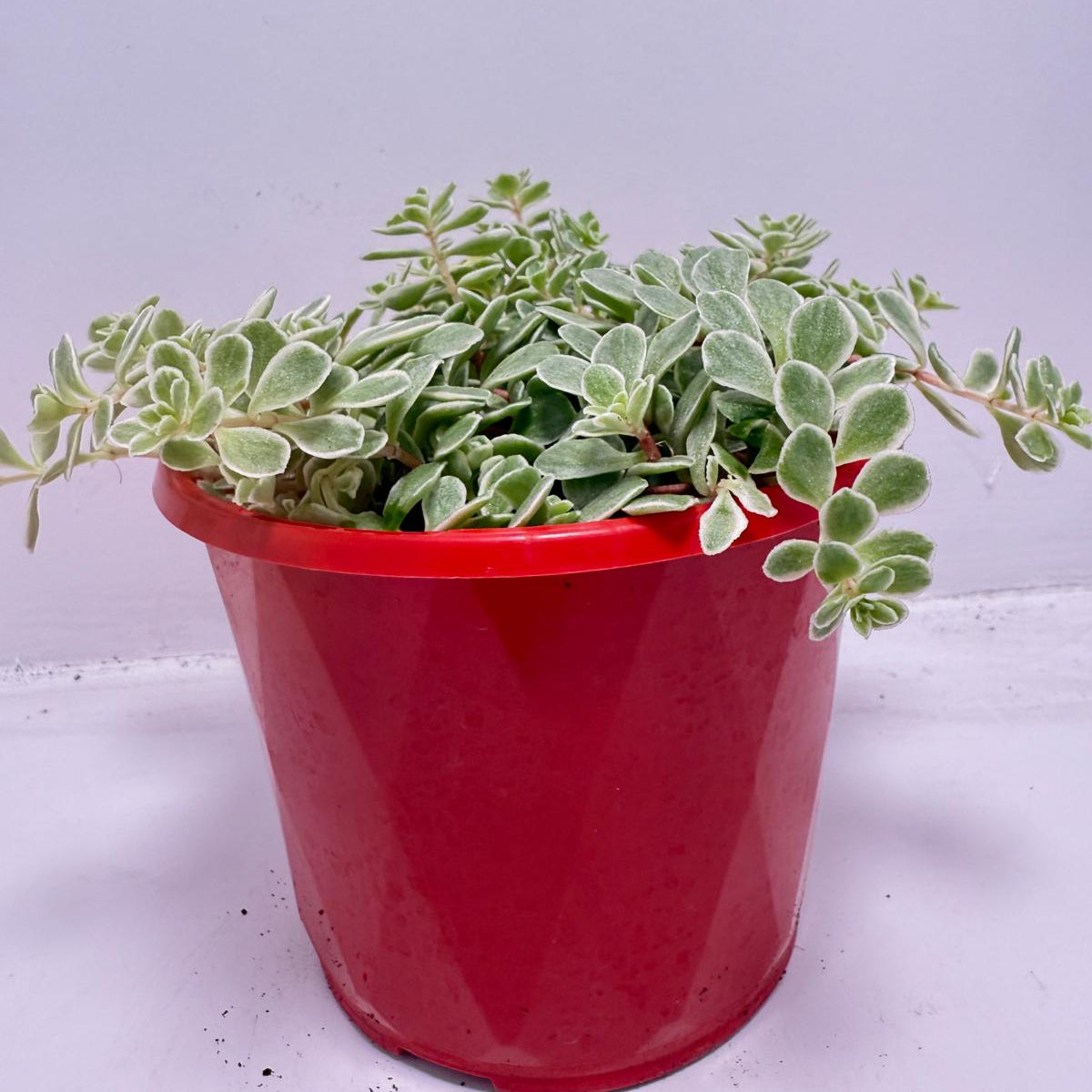 Sedum makinoi Ogan ‘Variegated’ – 130mm pot size