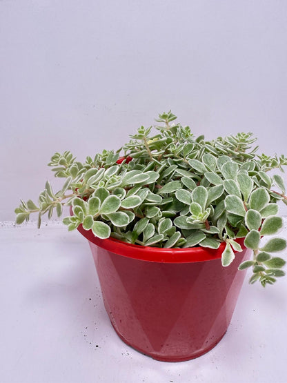 Sedum makinoi Ogan ‘Variegated’ – 130mm pot size