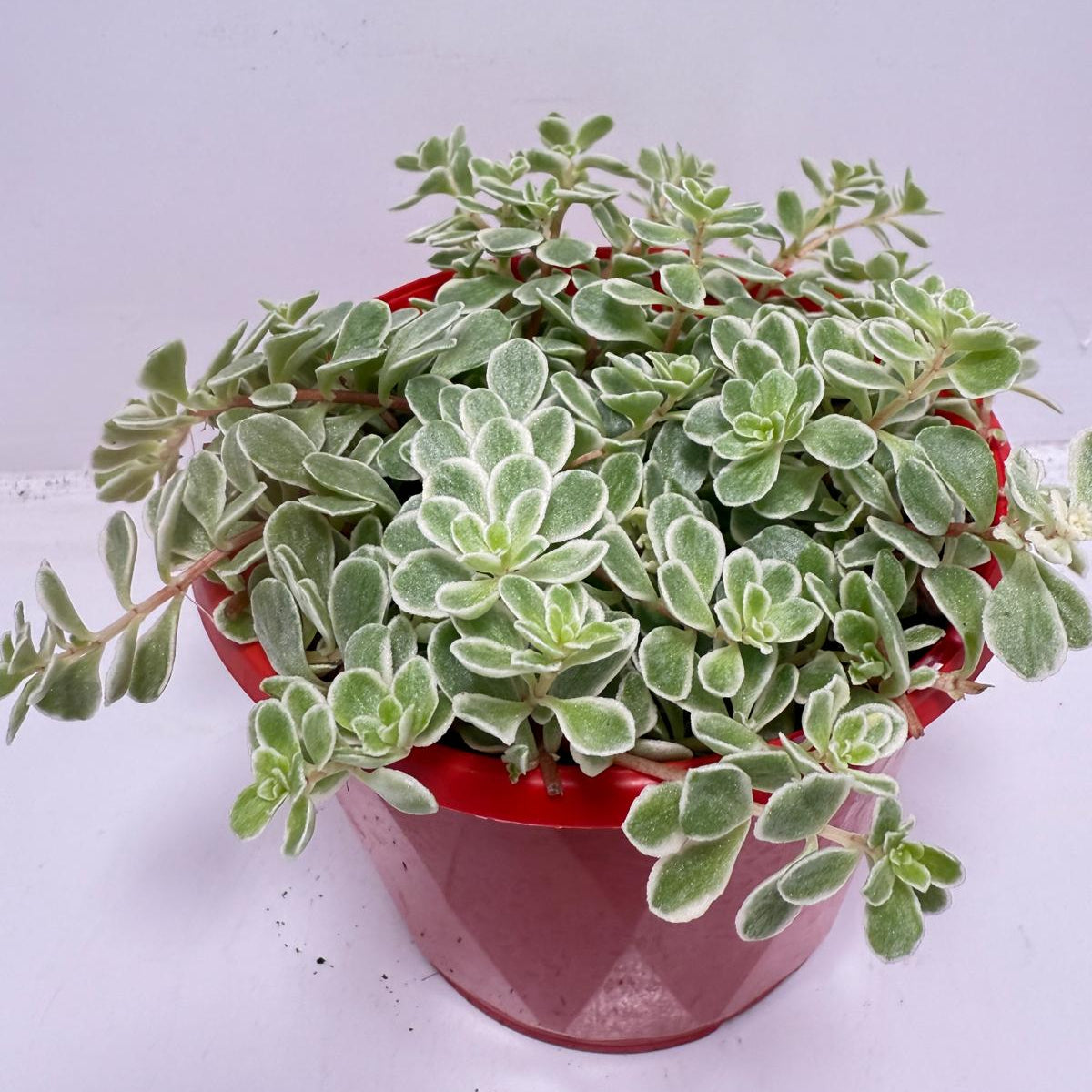 Sedum makinoi Ogan ‘Variegated’ – 130mm pot size