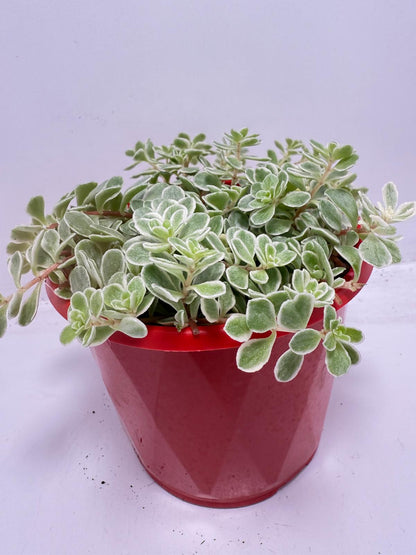 Sedum makinoi Ogan ‘Variegated’ – 130mm pot size