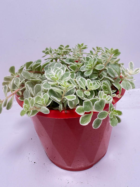 Sedum makinoi Ogan ‘Variegated’ – 130mm pot size