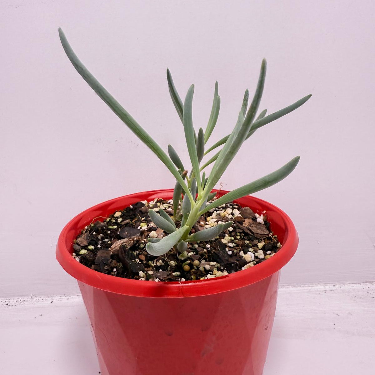 blue trailing succulent Buy Senecio Blue Falls