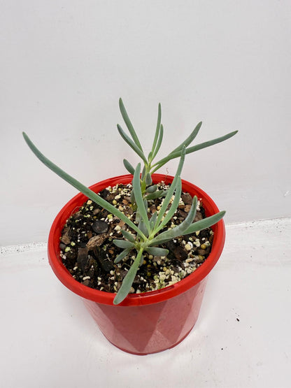 Senecio Blue Falls - 130mm