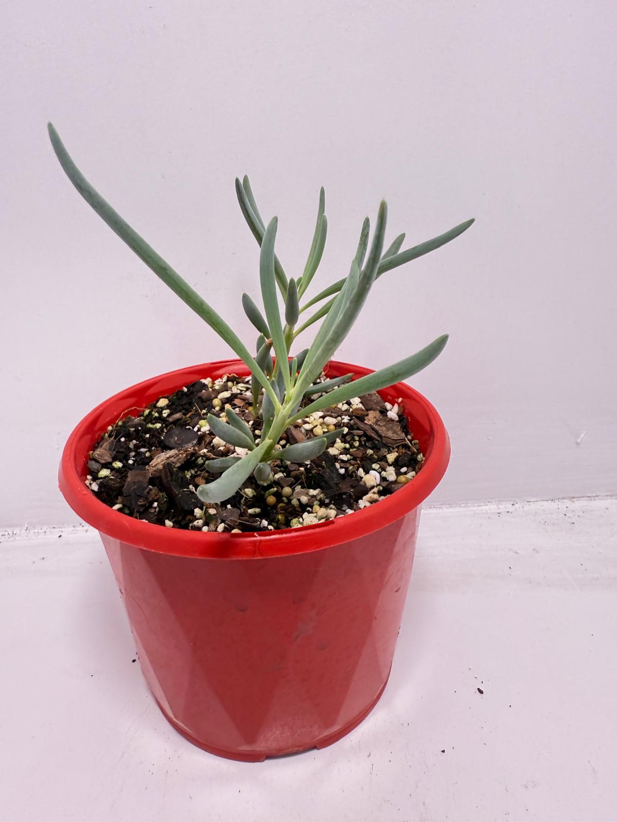 Senecio Blue Falls - 130mm