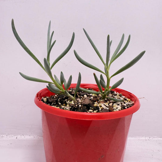 Senecio Blue Falls - 130mm