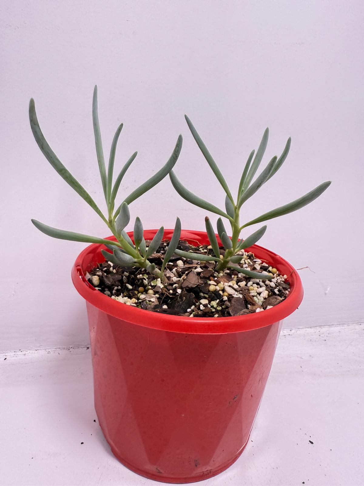 Senecio Blue Falls - 130mm