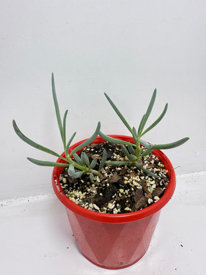 Senecio Blue Falls - 130mm