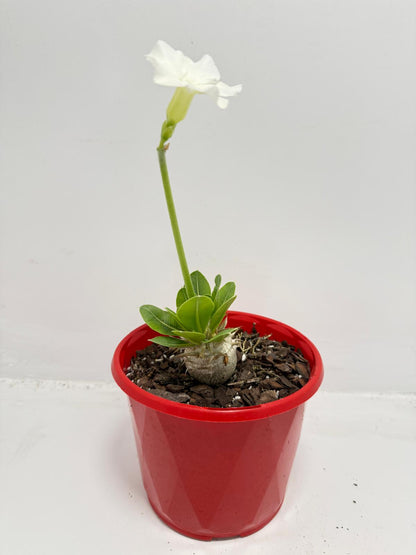 Pachypodium Eburneum White Flower