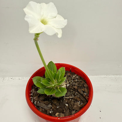 Pachypodium Eburneum White Flower