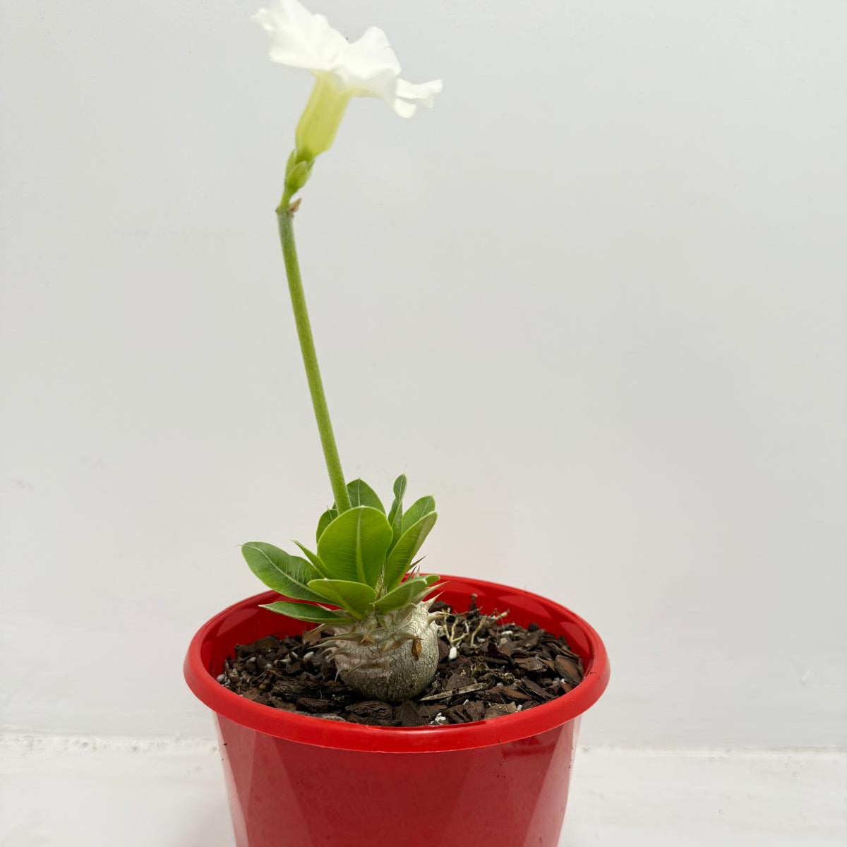 Pachypodium Eburneum White Flower