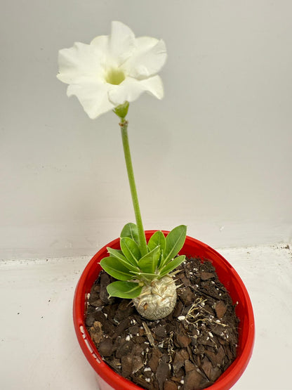Pachypodium Eburneum White Flower
