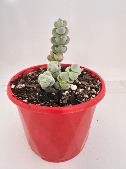 Crassula Plegmatoides – Crassula Arta 130mm