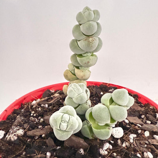 Crassula Plegmatoides – Crassula Arta 130mm