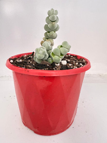 Crassula Plegmatoides – Crassula Arta 130mm