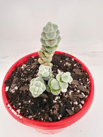 Crassula Plegmatoides – Crassula Arta 130mm